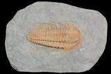 Hamatolenus vincenti Trilobite - Tinjdad, Morocco #92742-1